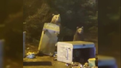 Uludağda ayı paniği! Ayı ile böyle göz göze geldiler