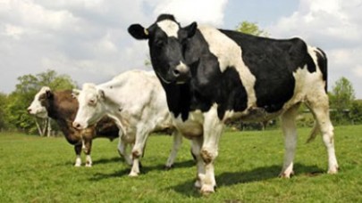 Besiciler iflasın eşiğinde