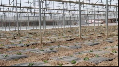 Ucuz sebzeler tezgahlarda yerini alacak! Hasat başladı