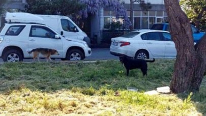 Küçükçekmecede sokak köpekleri yaşlı adama saldırdı