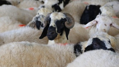 Kurban Bayramı öncesi üretici krizde: Fiyatlar 2 kat artacak