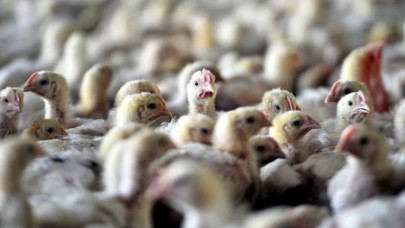 Kuş gribi alarmı! 120 bin kümes hayvanı salgında öldü