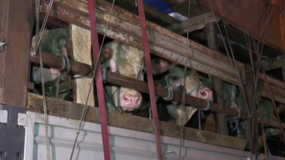 Kurbanlık hayvanlar İstanbula giriş yapmaya başladı