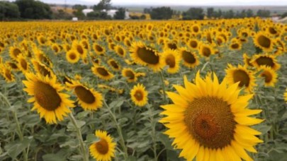 Trakyada tarlalar tırtıl istilasına uğradı! Yağda kıtlık kapıda