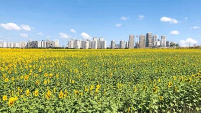 Avcılardaki ayçiçeği tarlaları güzel görüntüler oluşturdu