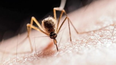Zika virüsü taşıyan sivrisinekler İstanbulda görüldü! Birçok mahalle tehlike altında