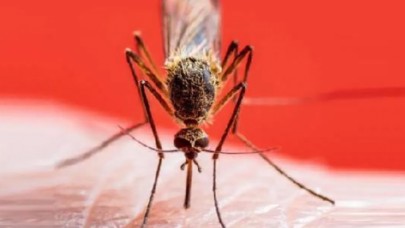 Uzmanı uyardı: Sivrisinek ısırığı sonrası görülen ateşe dikkat