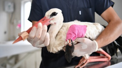 YARALI LEYLEK KORUMA ALTINA ALINDI