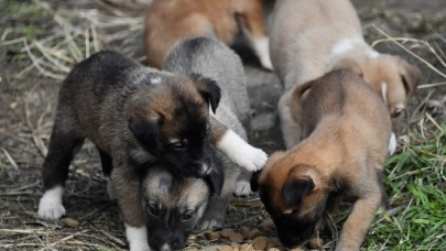 AĞUSTOS AYINDA 500’E YAKIN CAN DOSTUN TEDAVİSİ YAPILDI
