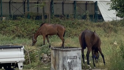 Avcılarda vatandaşlar başıboş dolaşan atlarla ilgili çözüm bekliyor