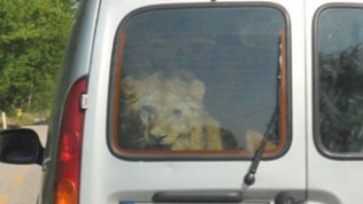 Jandarmanın durduğu araçtan aslan çıktı