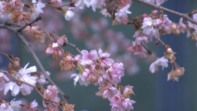 İstanbulda yalancı bahar