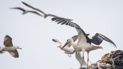 Leylek Jonas  İstanbulda
