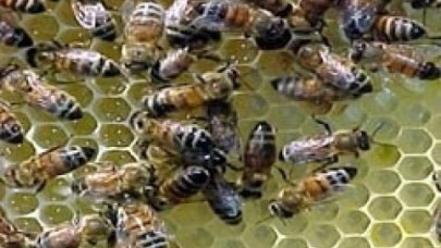 Diyarbakır'da arı dehşeti