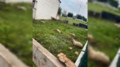 Sokak köpeklerinin saldırdığı 14 koyun öldü