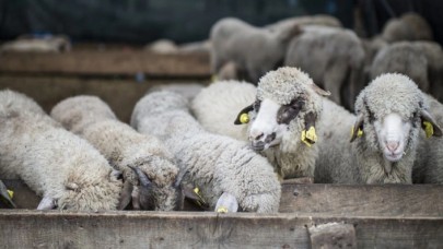Kurbanlıklar cep yakacak: Fiyatları neredeyse 3 katına çıktı!