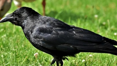 Tüyler ürperten cinayeti kargalar ortaya çıkardı: Önüne kesik parmaklar düştü