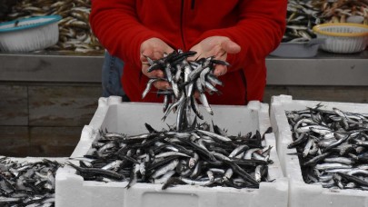 Hamsinin fiyatı 30 liraya düştü!