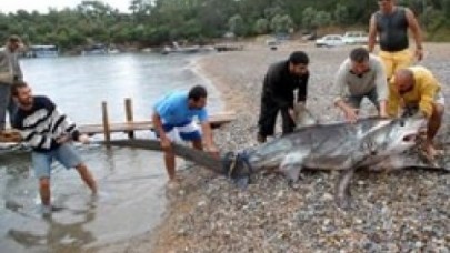 Fethiye'de ağlara 350 kiloluk köpek balığı takıldı