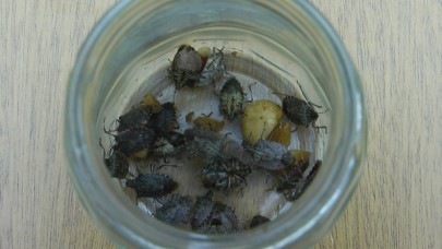 Kahverengi kokarca fındığı vurdu