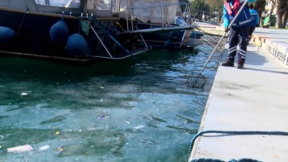 Denizanası yoğunluğu