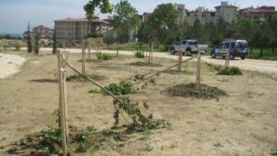 AĞAÇLARI KATLETTİLER!