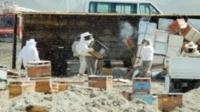 Karayolunda arı dehşeti