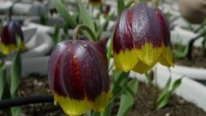 Son laleyi kaçıramadılar