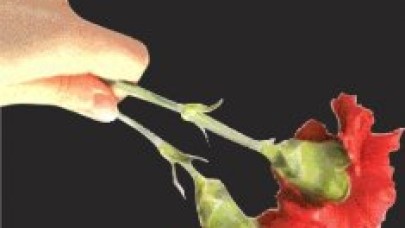 Canlar için Sivas’a