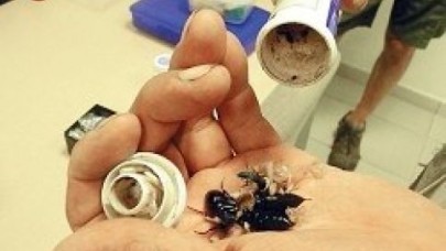 6014 böcekle Kapıkule’de yakalandılar