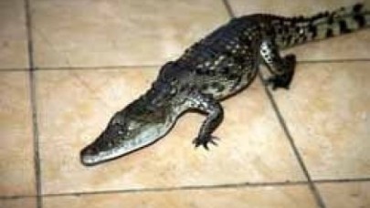 Güngören'de cadde ortasında timsah bulundu