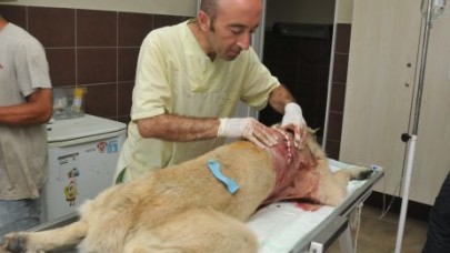 SIRTINDAN VURULAN KANGAL HAYATA DÖNDÜRÜLDÜ