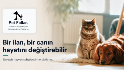 İstanbul’da Yuva Bekleyen Hayvanlar İçin Küçük Ama Değerli Bir Umut