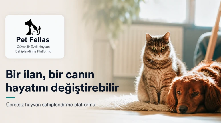İstanbul’da Yuva Bekleyen Hayvanlar İçin Küçük Ama Değerli Bir Umut
