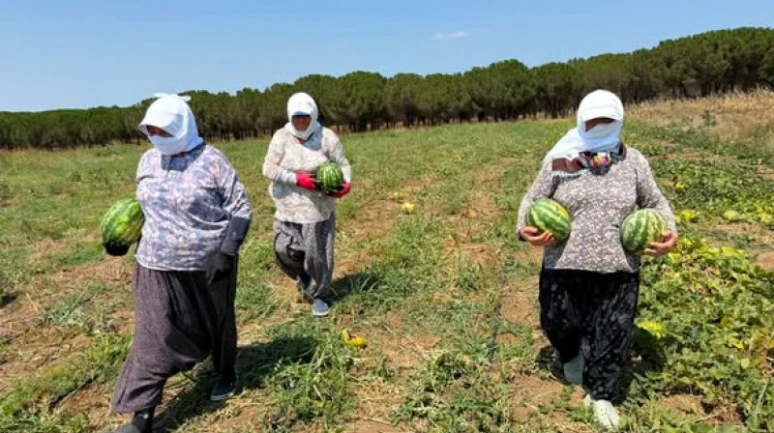 Tarımsal Üretim ve Araştırma Merkezi’nde Karpuz Hasadı Gerçekleştirildi