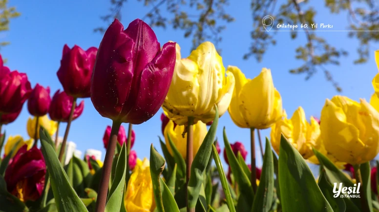 İstanbul’da Lale Bayramı 11-12 Nisan’da başlıyor